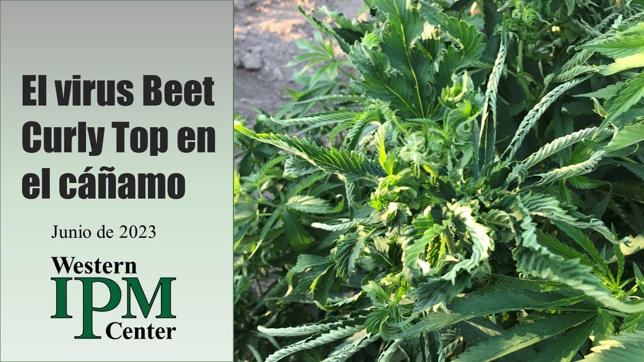 El virus Beet Curly Top en el canamo | Centro Integrado de Control de Plagas del Oeste | June 2023