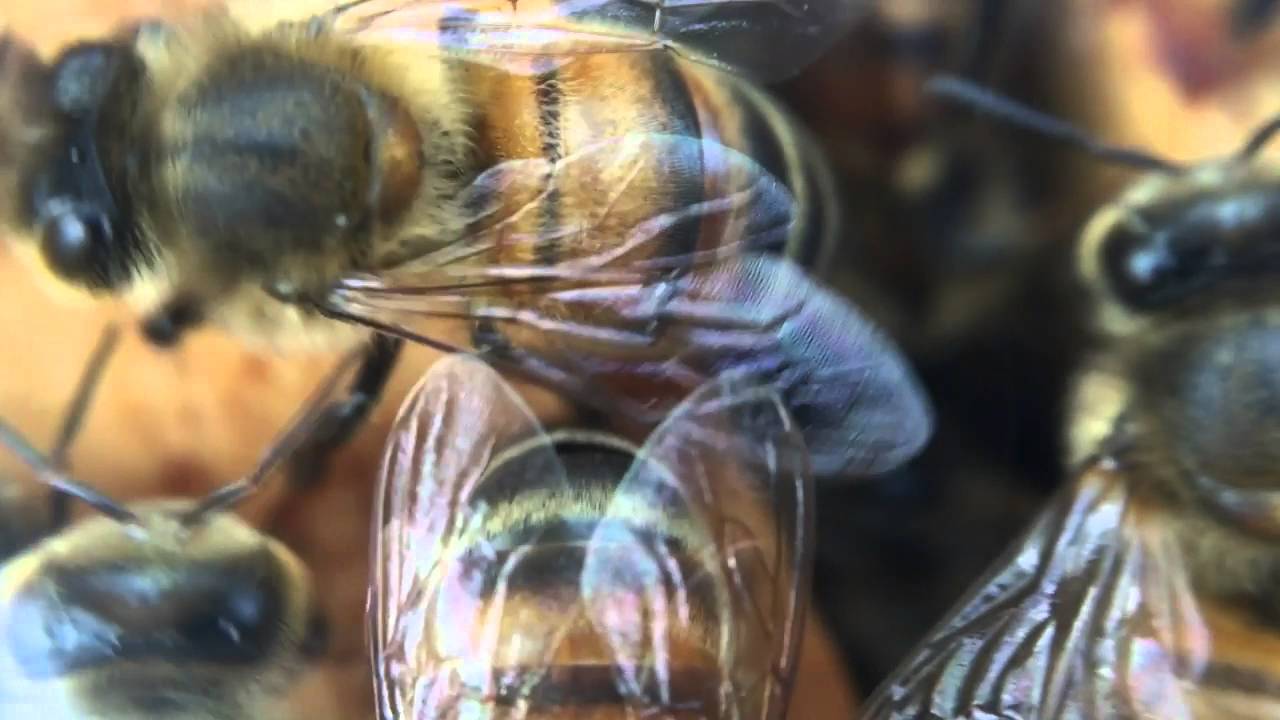Bees Under Glass