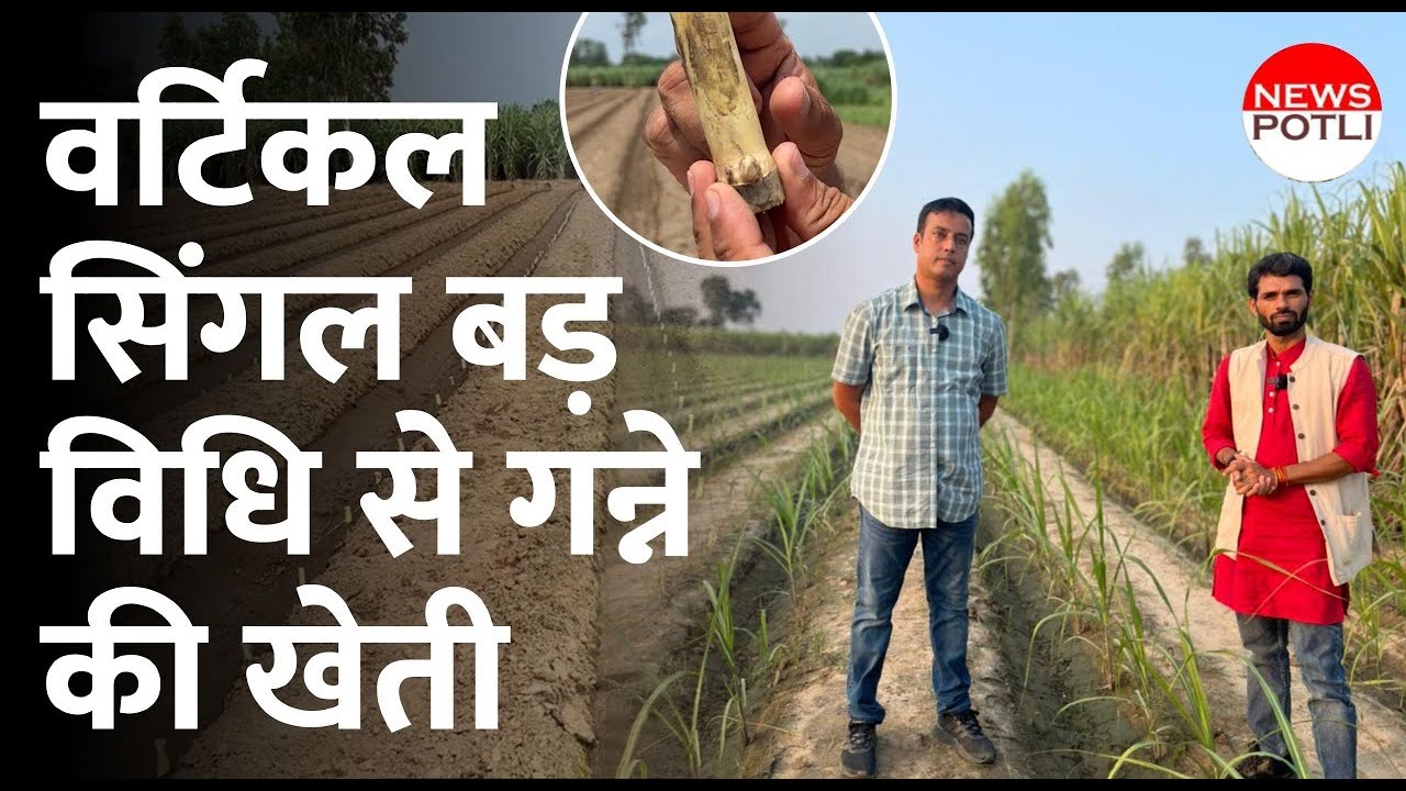 Ganne ki kheti : वर्टिकल सिंगल बड विधि की पूरी ABCD, किसानों की मांग पर नया वीडियो Sugarcane Farming