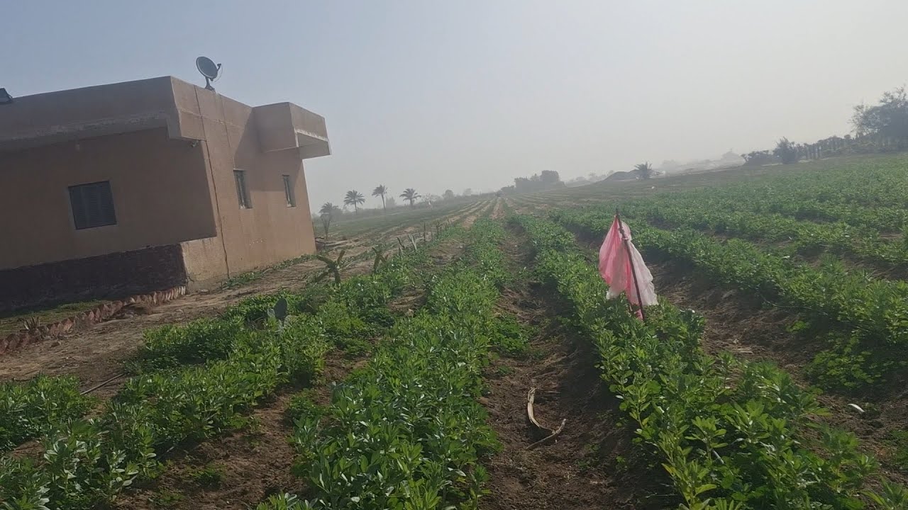 مزرعة محترمة 11 فدان علي الاسفلت الفرعي مباشر ممكن تتجزأ في وادي النطرون