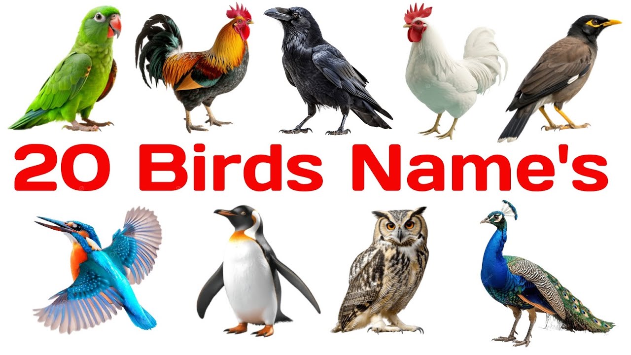 20 Birds Name | Birds Name Hindi English | पक्षियों के नाम | Birds Name For kids Happy learning club