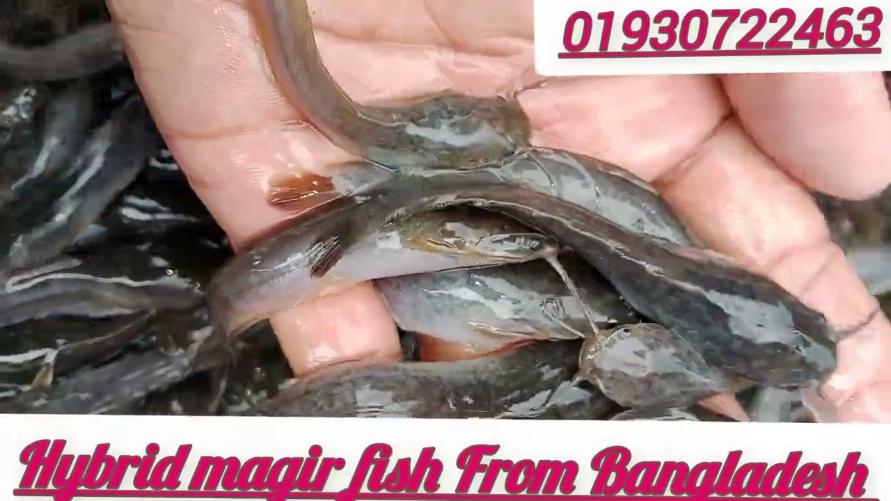 উন্নত জাতের হাইব্রিড মাগুর মাছের পোনা চাষের কৌশল। হাইব্রিড মাগুর মাছ চাষ করে আপনিও হয়ে যান লাভ ।