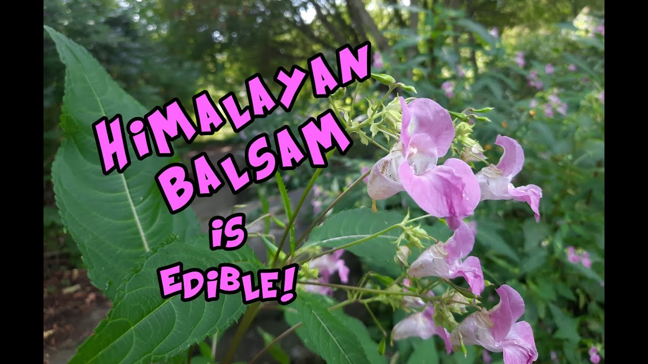 Himalayan Balsam Identification and It's Edible!
