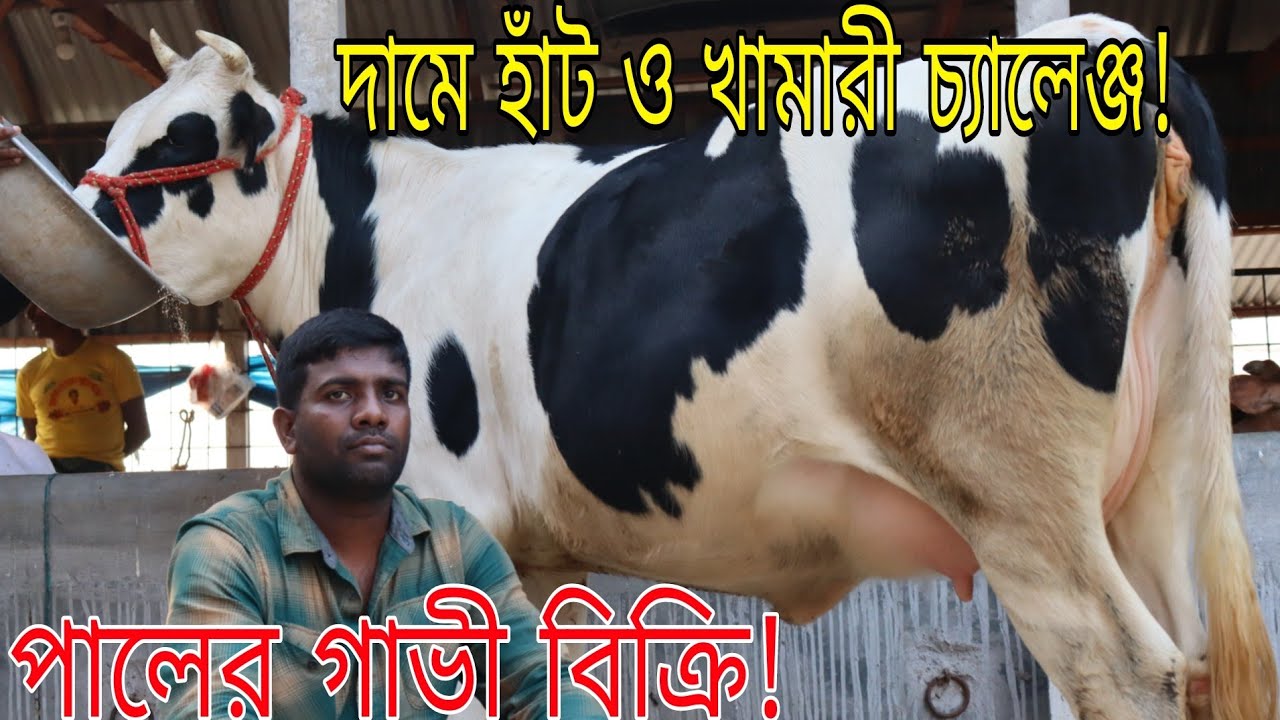 দুধের ম্যানেজার মাসুদ ভাইয়ের পালের গাভী বিক্রি! ১৫-২০ লিটার দুধের গাভী। দামে হাঁট ও খামার চ্যালেঞ্জ