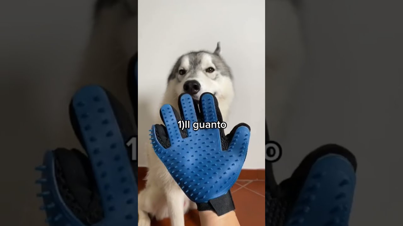 Ecco come TOELETTARE un SIBERIAN HUSKY!