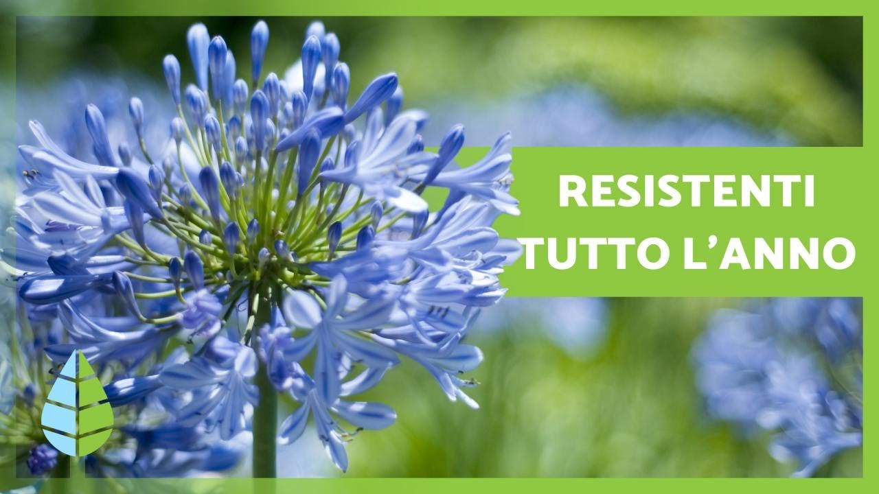 10 PIANTE da ESTERNO RESISTENTI al SOLE e al FREDDO 🌼🌿