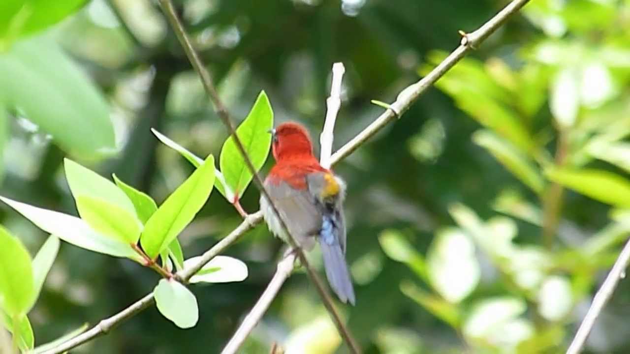Crimson Sunbird in mating display & song