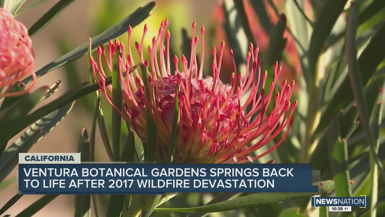 Ventura Botanical Gardens springs back to life after 2017 wildfire devestation