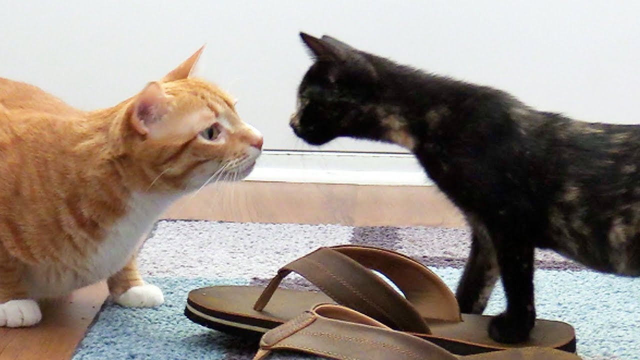 Introducing Cats to New Kittens for the First Time