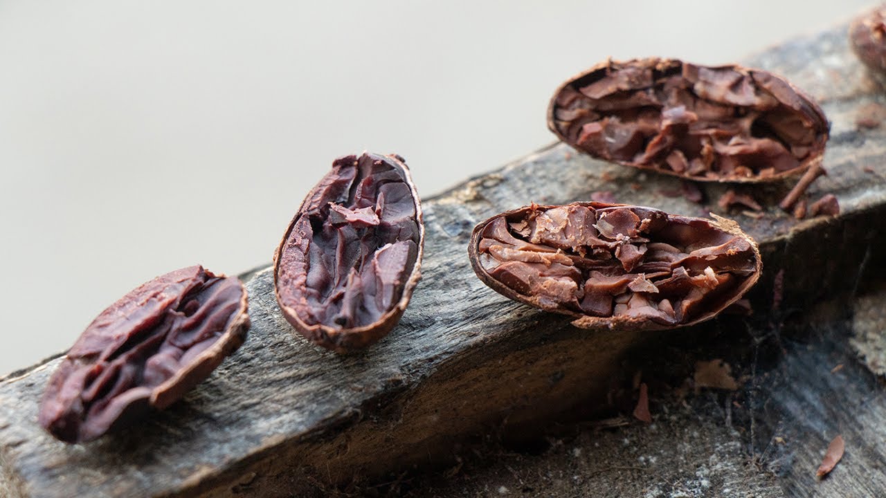 Cosecha y Poscosecha de Cacao