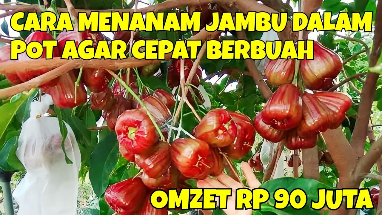 CARA MENANAM JAMBU AIR DALAM POT AGAR CEPAT BERBUAH. WARGA BOJONEGORO RAUP RP 90 JUTA SEKALI PANEN