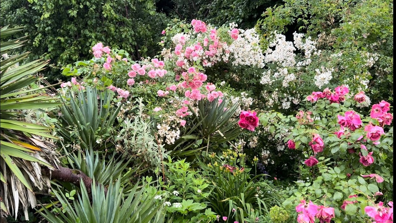 Not my Rose Garden Tour | Help identifying these David Austin Roses | English Rose Garden