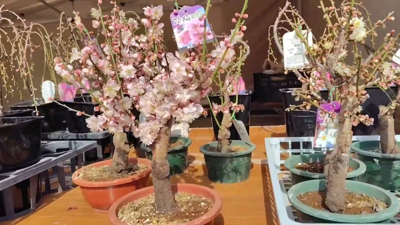 Breathtaking! The Pure Beauty of Plum Blossom at Expo '70 Park 🌸💖🇯🇵