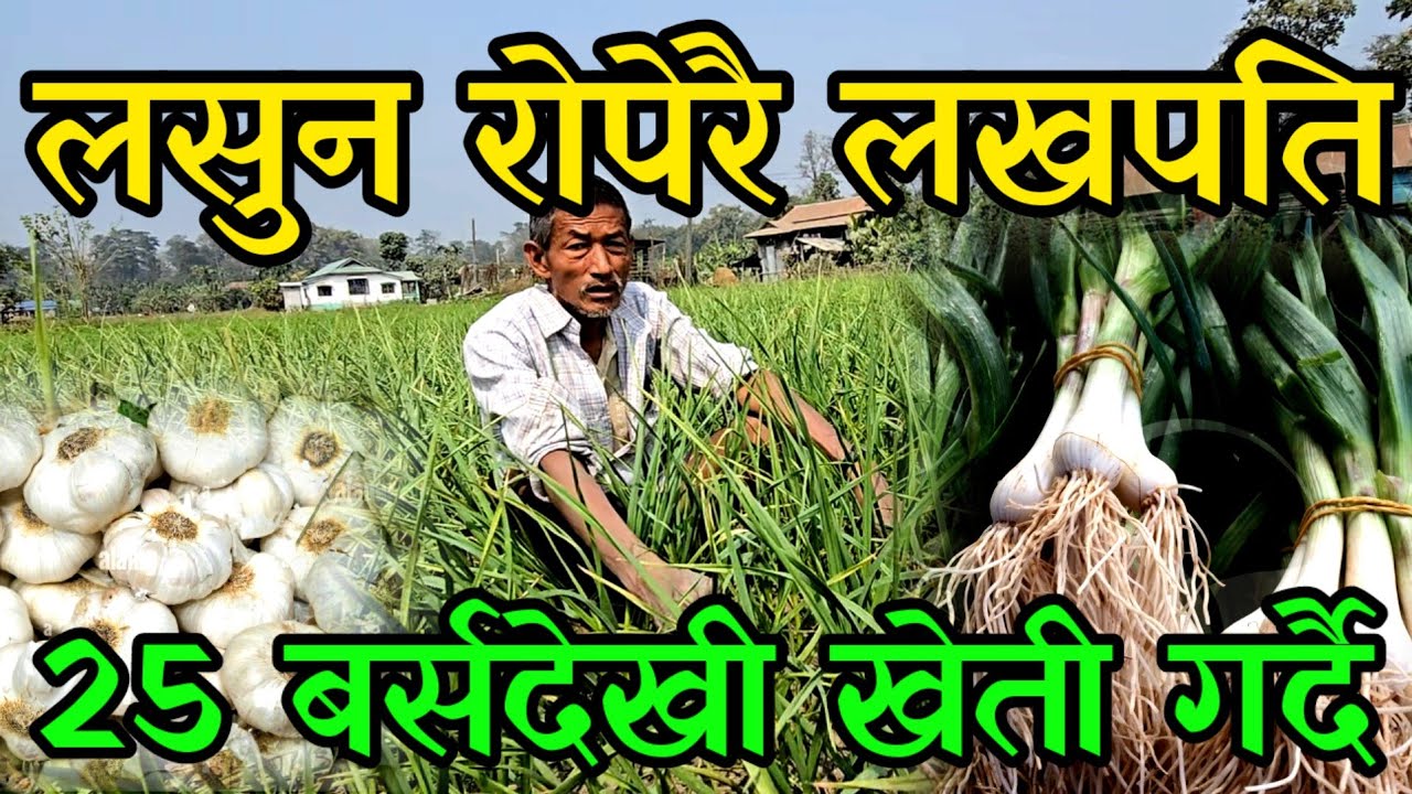 25 बर्सदेखी लसुन खेती गर्ने नेवार काका,लसुन बेचेर बर्समै दशलाख कमाउदै,garlic farming