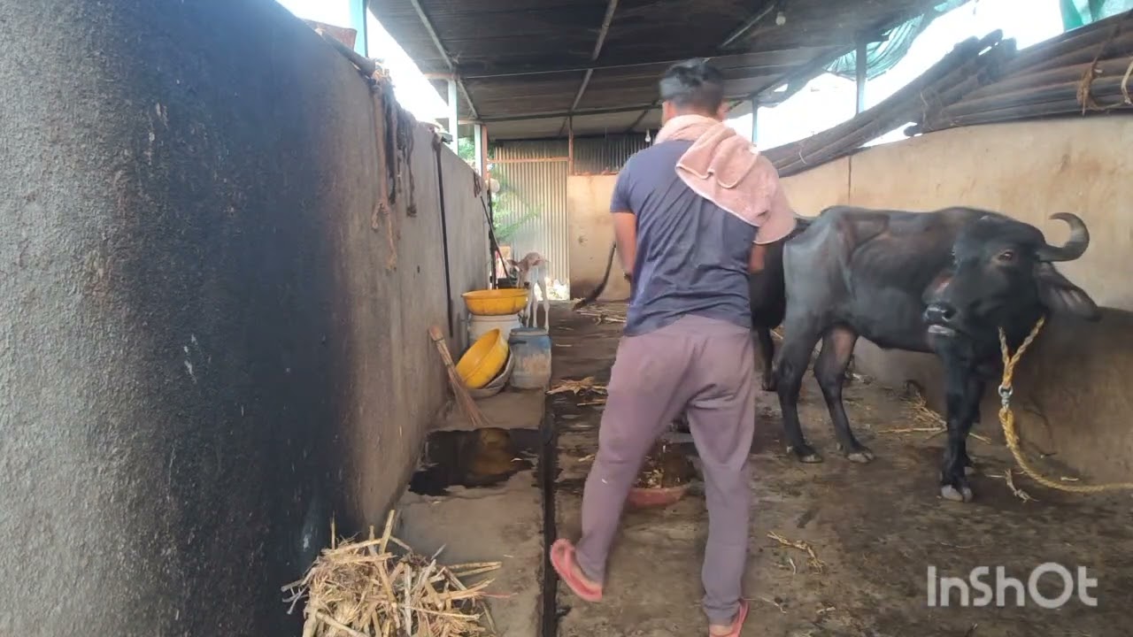 ದನದ ಕೊಟ್ಟಿಗೆ vlog #dailyvlog 