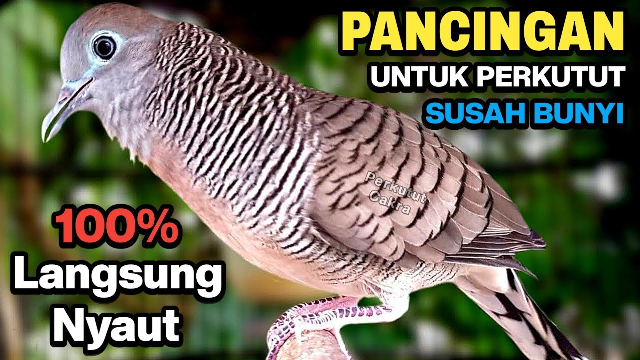 Perkutut lokal gacor suara paling ampuh untuk pancingan burung perkutut agar cepat bunyi
