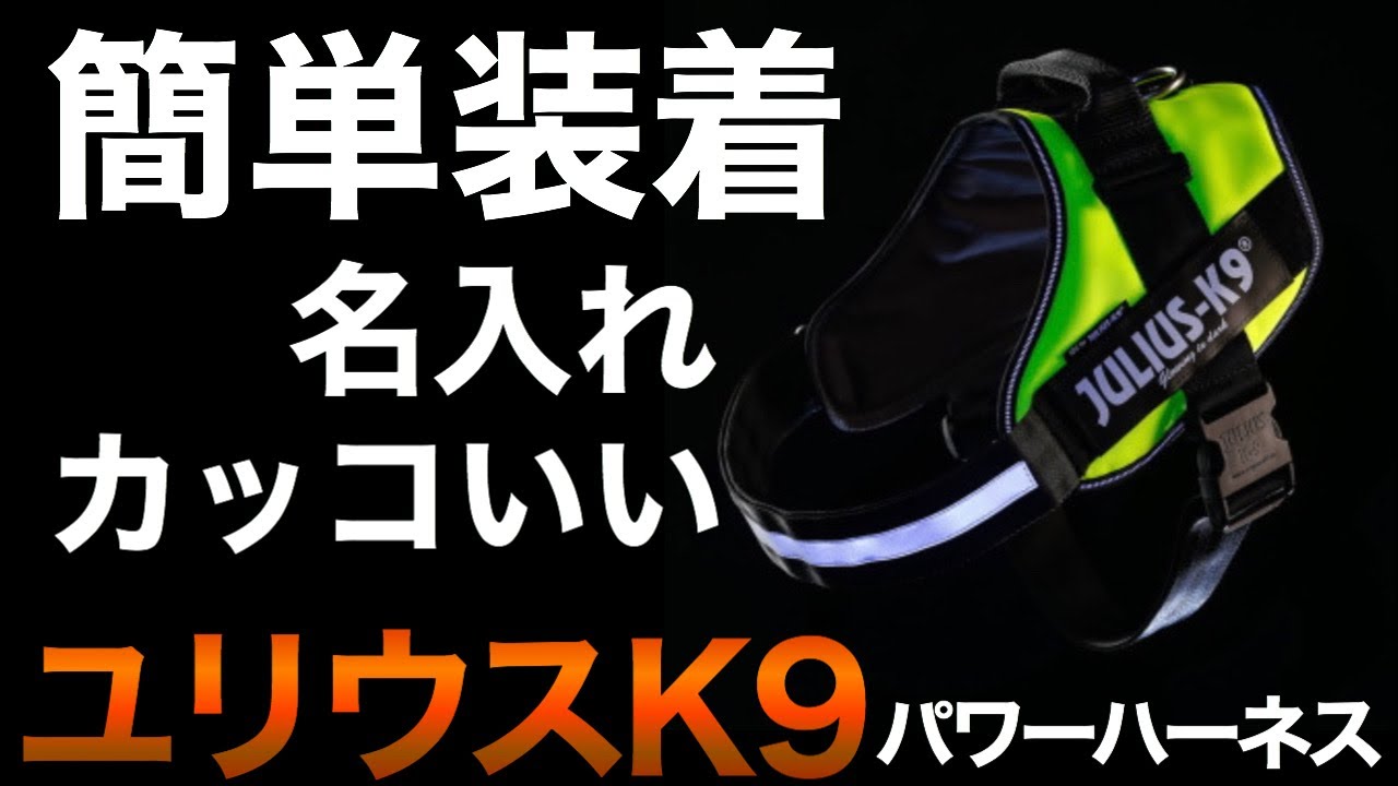 簡単に着脱できる！お散歩用ハーネス ユリウス K９をご紹介！