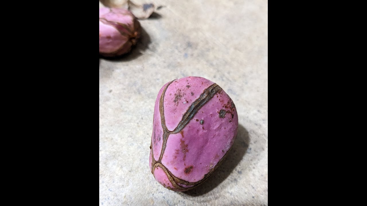 A Deep Dive into the Kola Nut, West Africa's Versatile and Iconic Nut