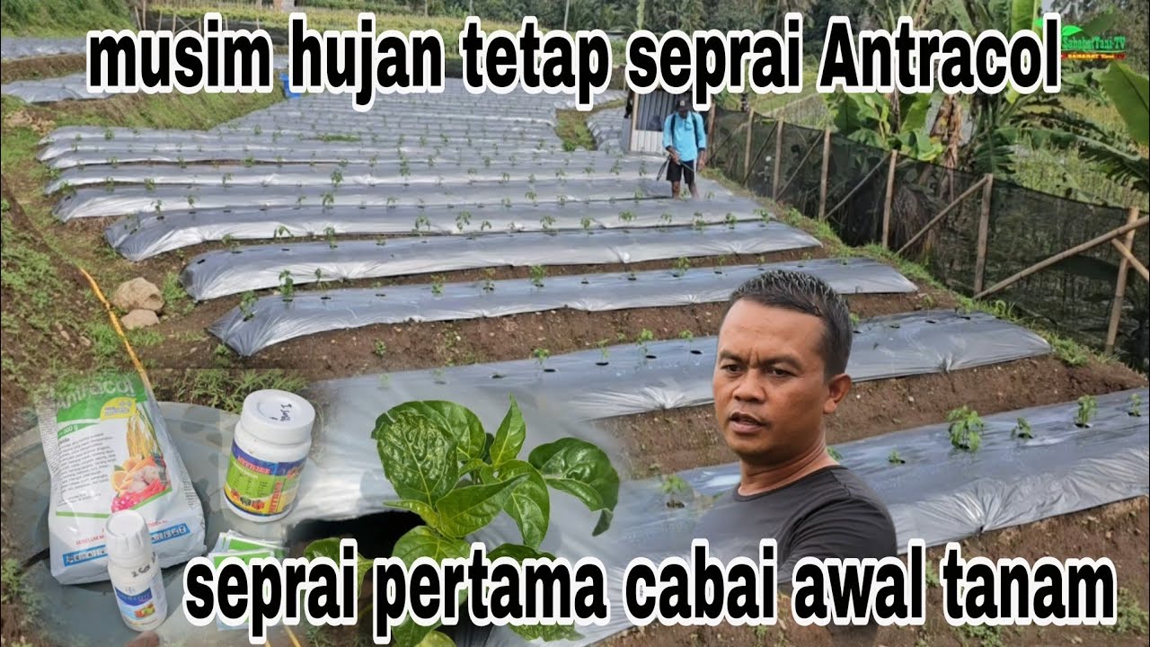 Perawatan cabai awal tanam fase vegetatif