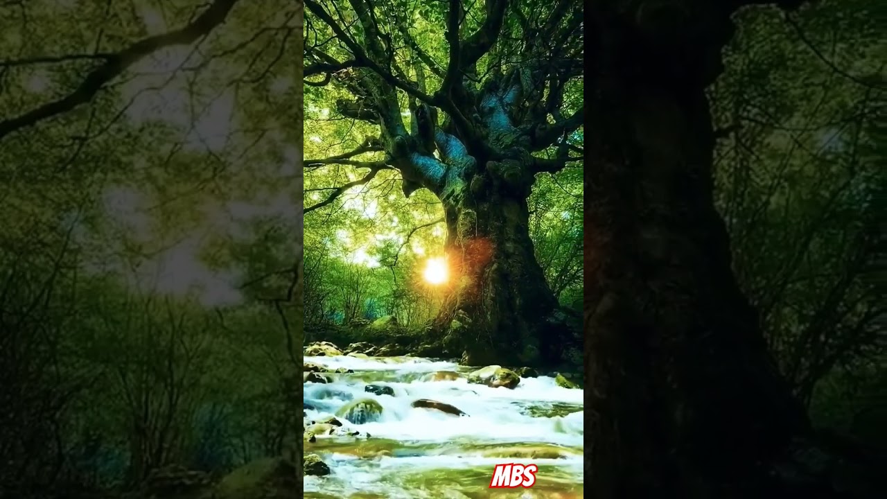 #natursounds #relaxing #blissfulsounds #chillaxing