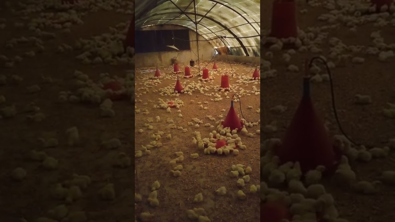تربية دجاج اللحم في الجزائر 🇩🇿