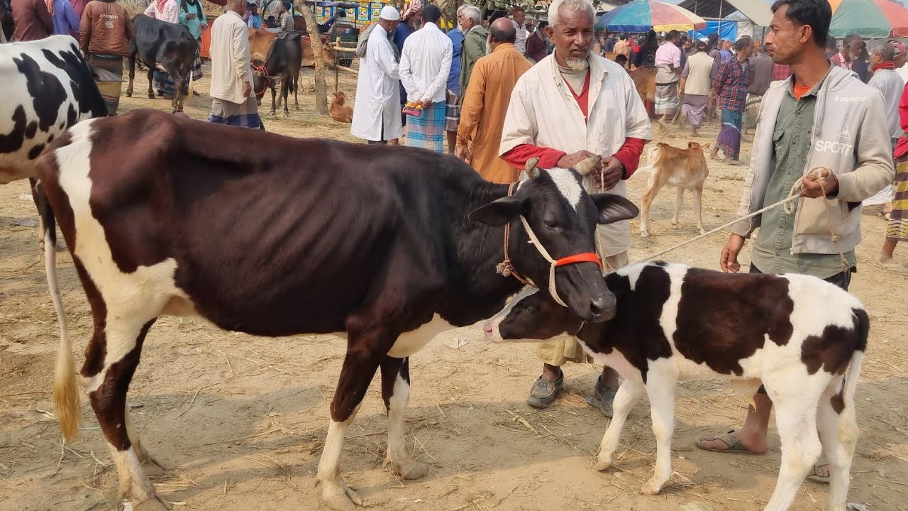 @আজ ২৯ জানুয়ারি ২৬ | বাচ্চাসহ দেশাল এবং ক্রস গাভী গরুর দাম | রানীগঞ্জ হাট | দিনাজপুর 