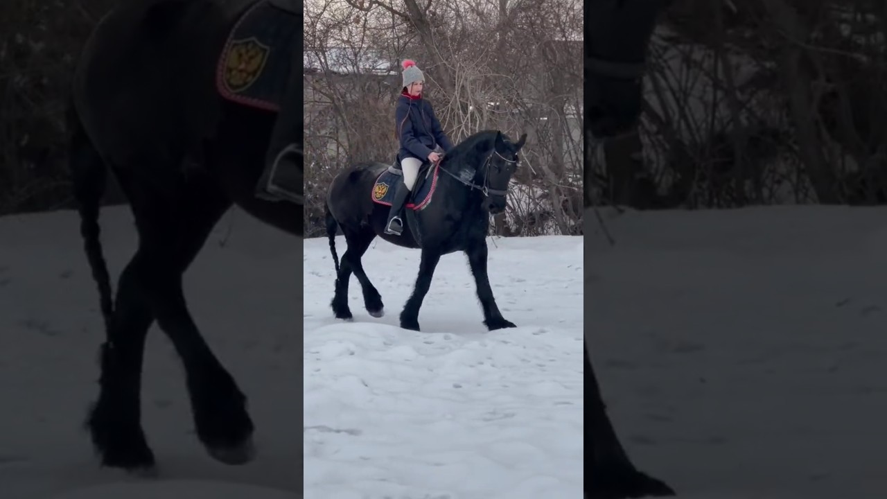 #frizian #frizianhorse🐴🐎 #horse #equestrianjourney #horseenthusiast #on #horsefan #horsegirl