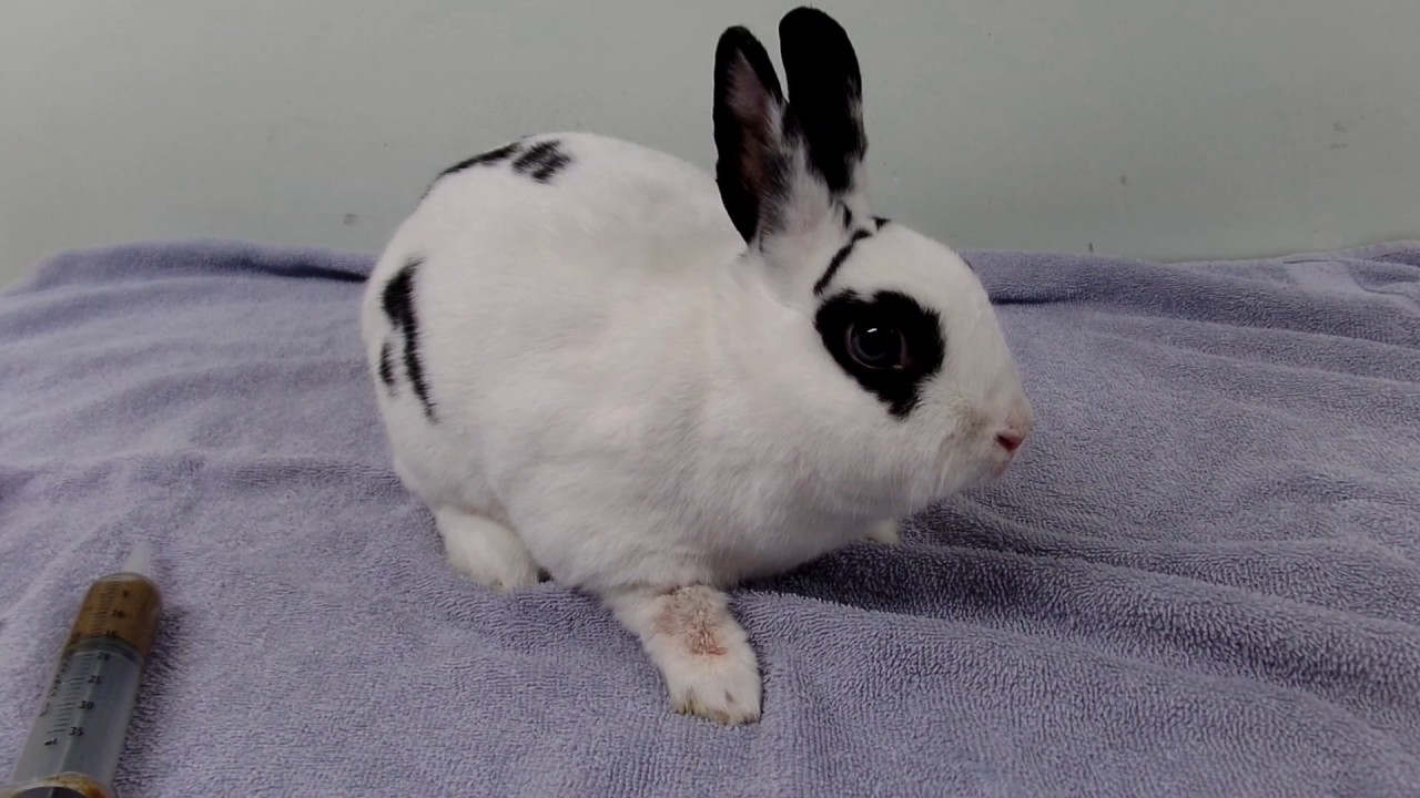 Gastrointestinal Stasis in Rabbits: The Silent Killer Disease: Rabbit Health