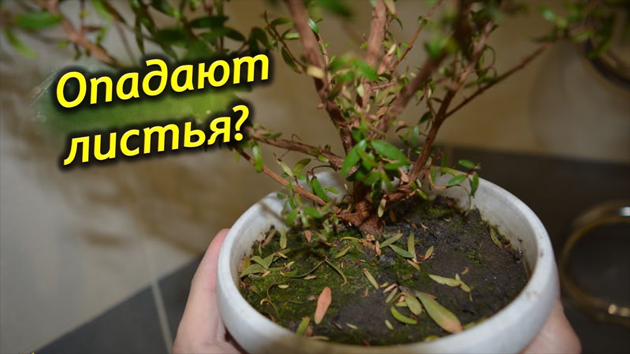 Листья мирта сохнут и опадают. Почему и что делать?