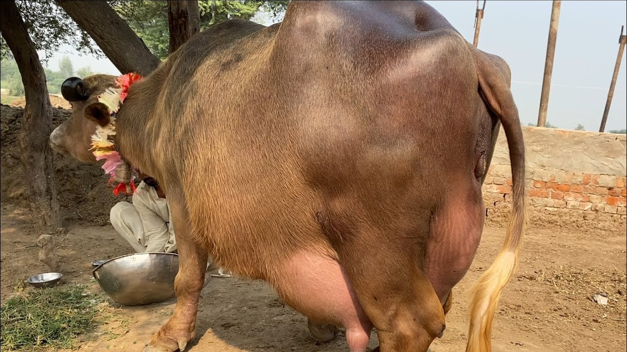 Buffalo for sale in Punjab Pakistan second timerFebruary 7, 2026.   /03480678468