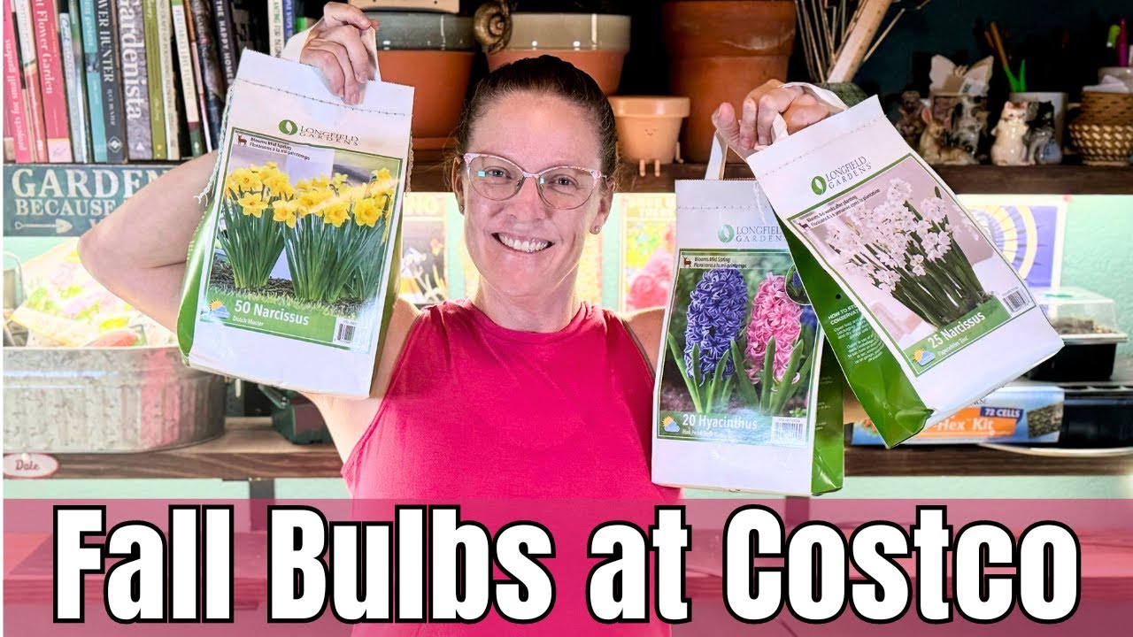 🌱 FALL BULBS At Costco! || Shopping For Fall Bulbs || Fall Planted Bulbs For Spring Blooms