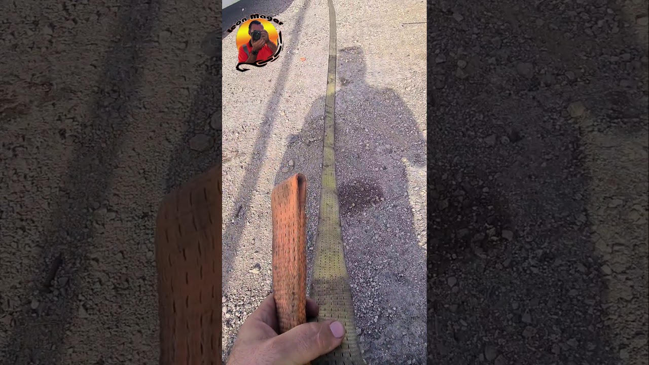 רצועת קשירה מסוג חנק לגרריסטים- גרר גולן