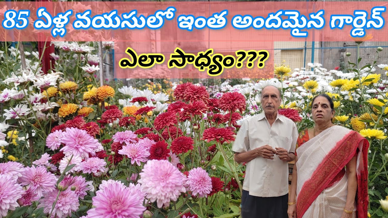 🛑 చామంతుల మిద్దె తోట | Chrysanthemum terrace garden overview | ENG SUB |Prema's Garden