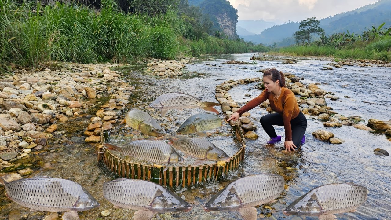 Making a fish trap using ancient methods? The girl caught a lot of fish in the trap.