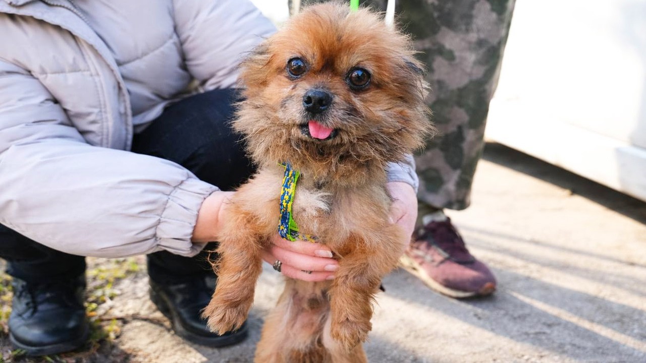 Elderly Dog Found Struggling to Breathe Finally Experiences Kindness and Care