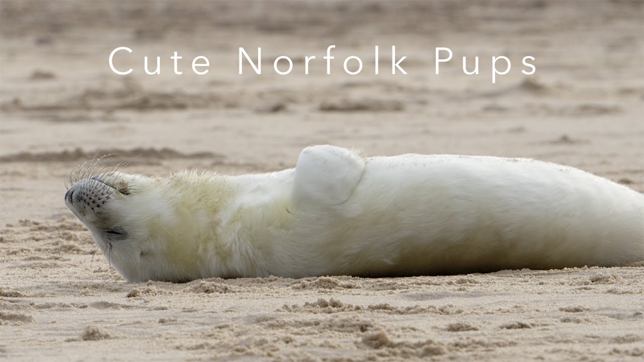 Norfolk Grey Seals & Seal Pups | Incredible UK Wildlife