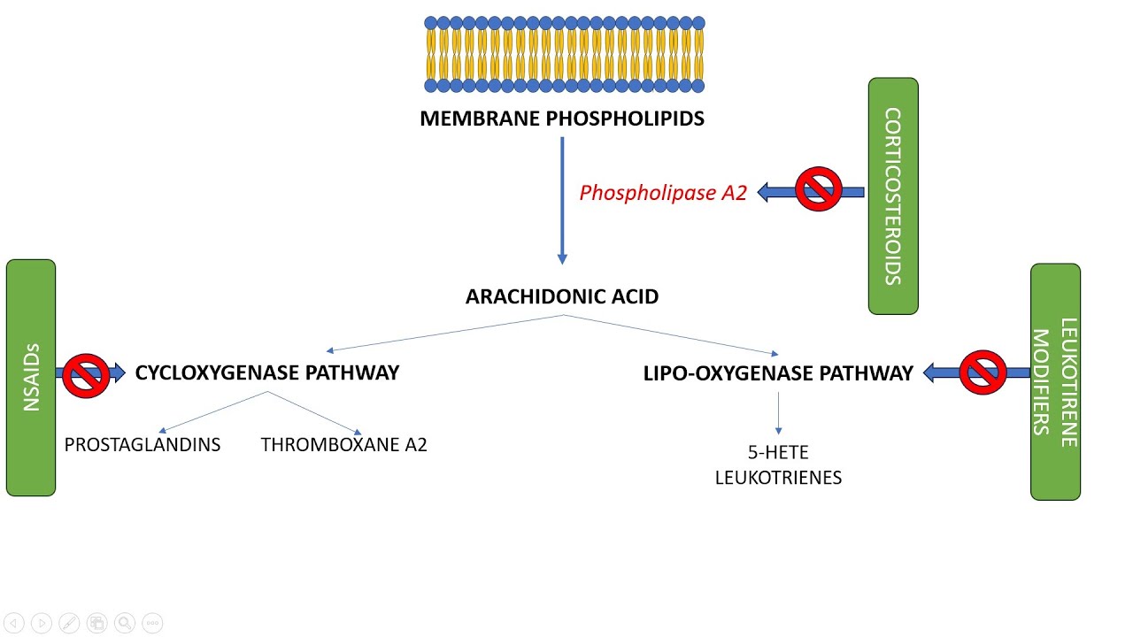 ARACHIDONIC ACID PATHWAY