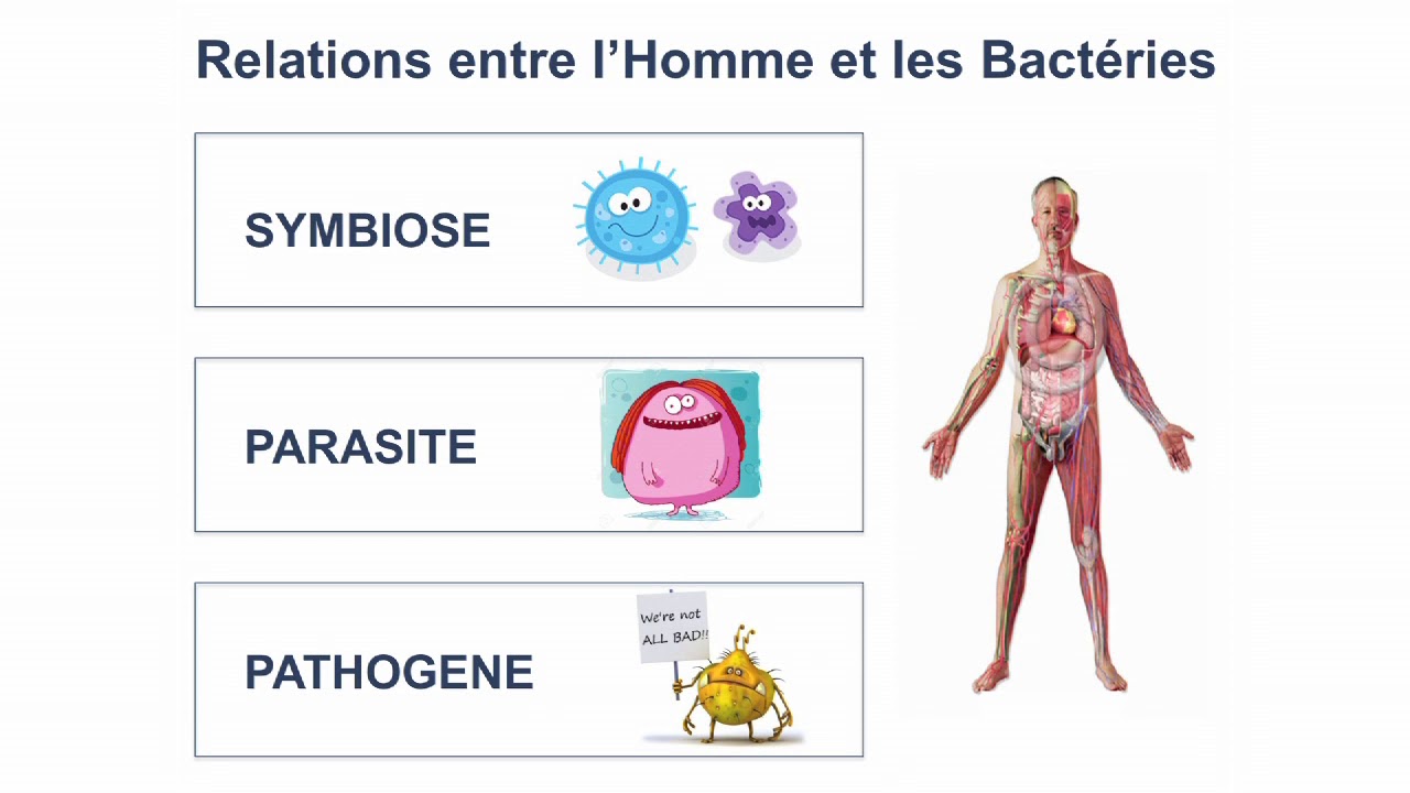 Le microbiote intestinal au service de notre santé