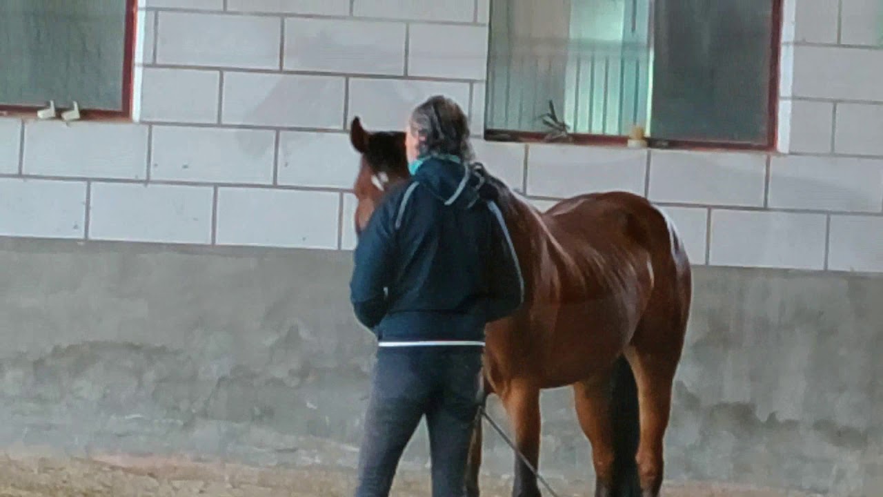 Doma gentile: salto ostacoli in libertà - Corso online