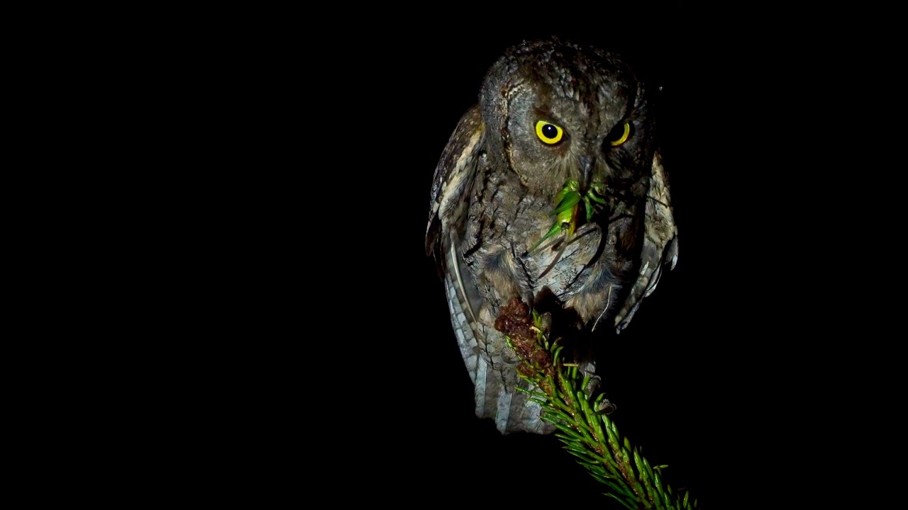 Eurasian Scops Owl (Otus scops) family, birding in Corfu, wildlife of Greece