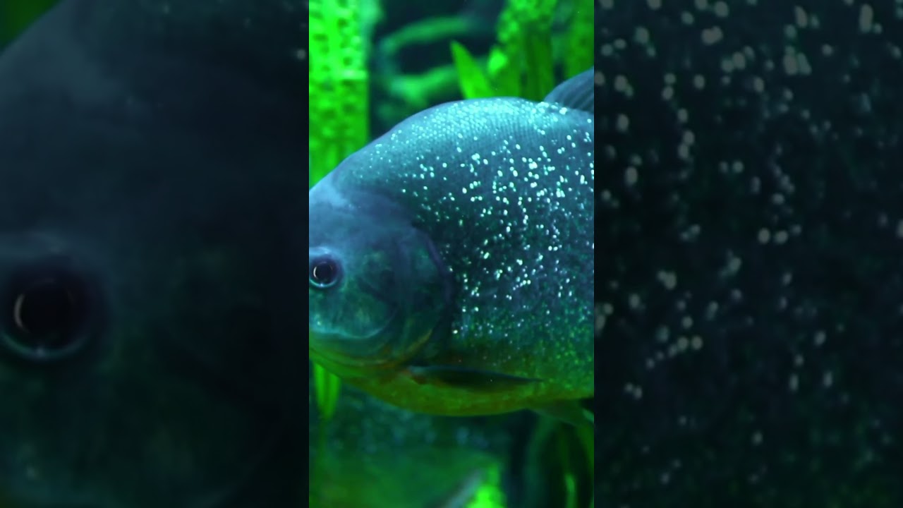 Swim at your own risk&hellip; these jaws don&rsquo;t play 🐟😱 #PiranhaTerror #NightmareFish #DontLookDown