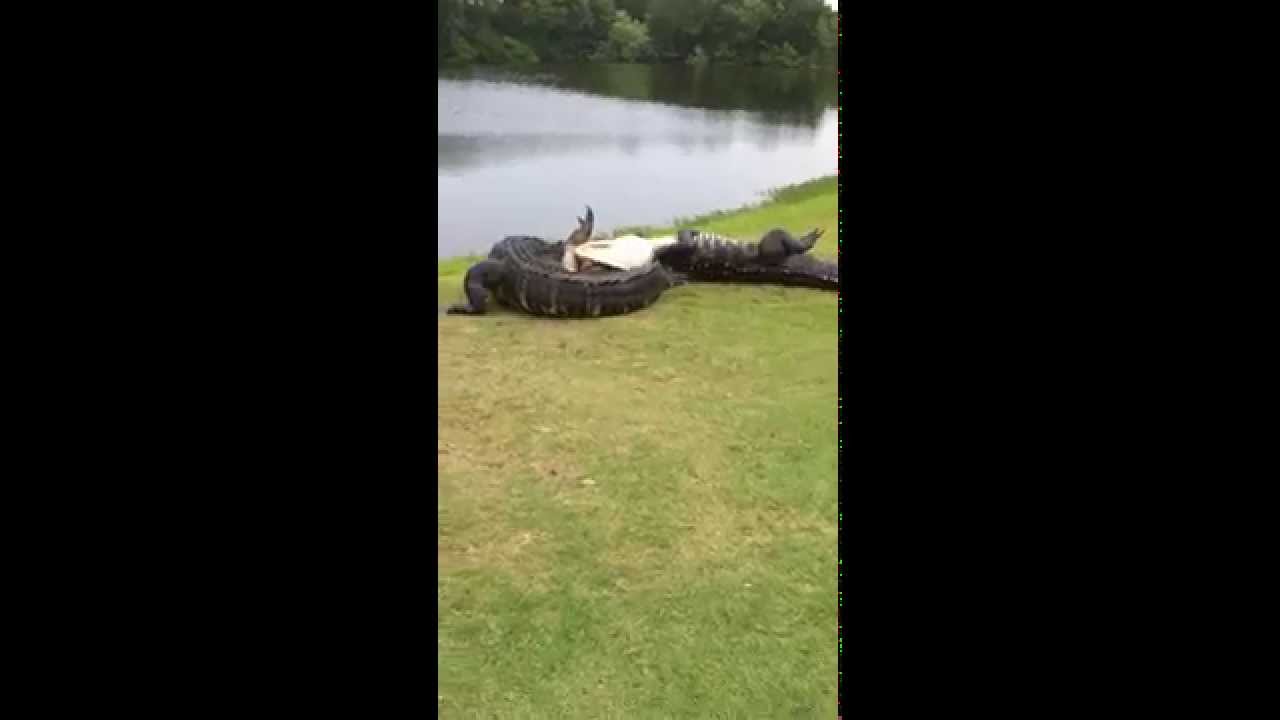 Gator fight on golf course