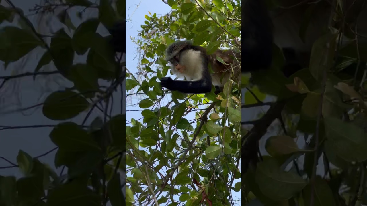 Mona monkey eats berries while climbing a tree