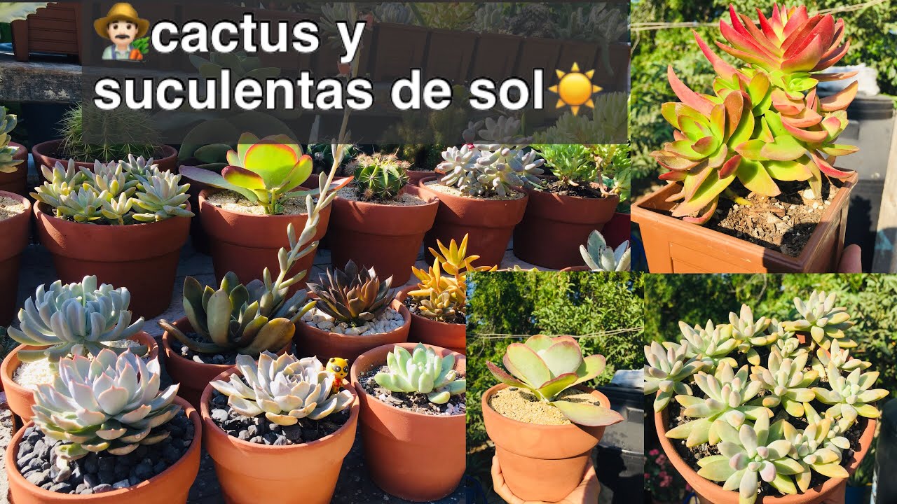 10 SUCULENTAS / CACTUS DE SOL DIRECTO☀️