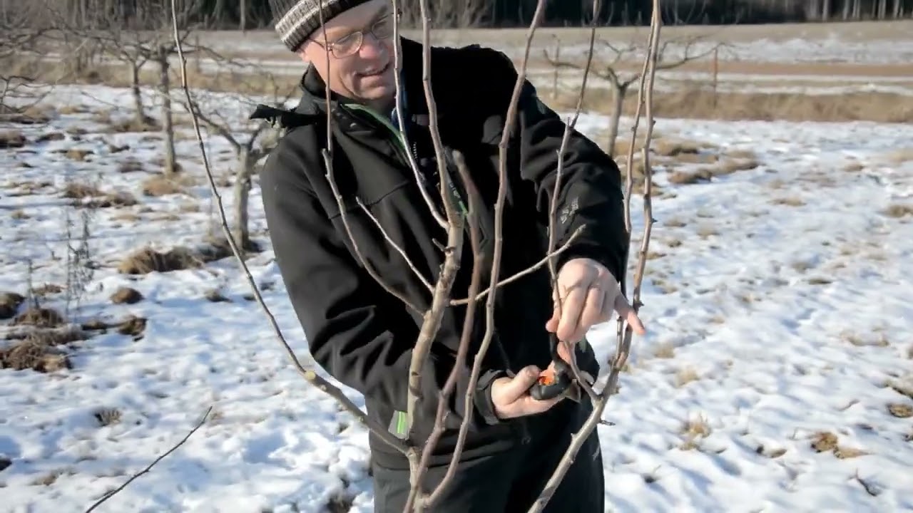 Noore pirnipuu lõikamine