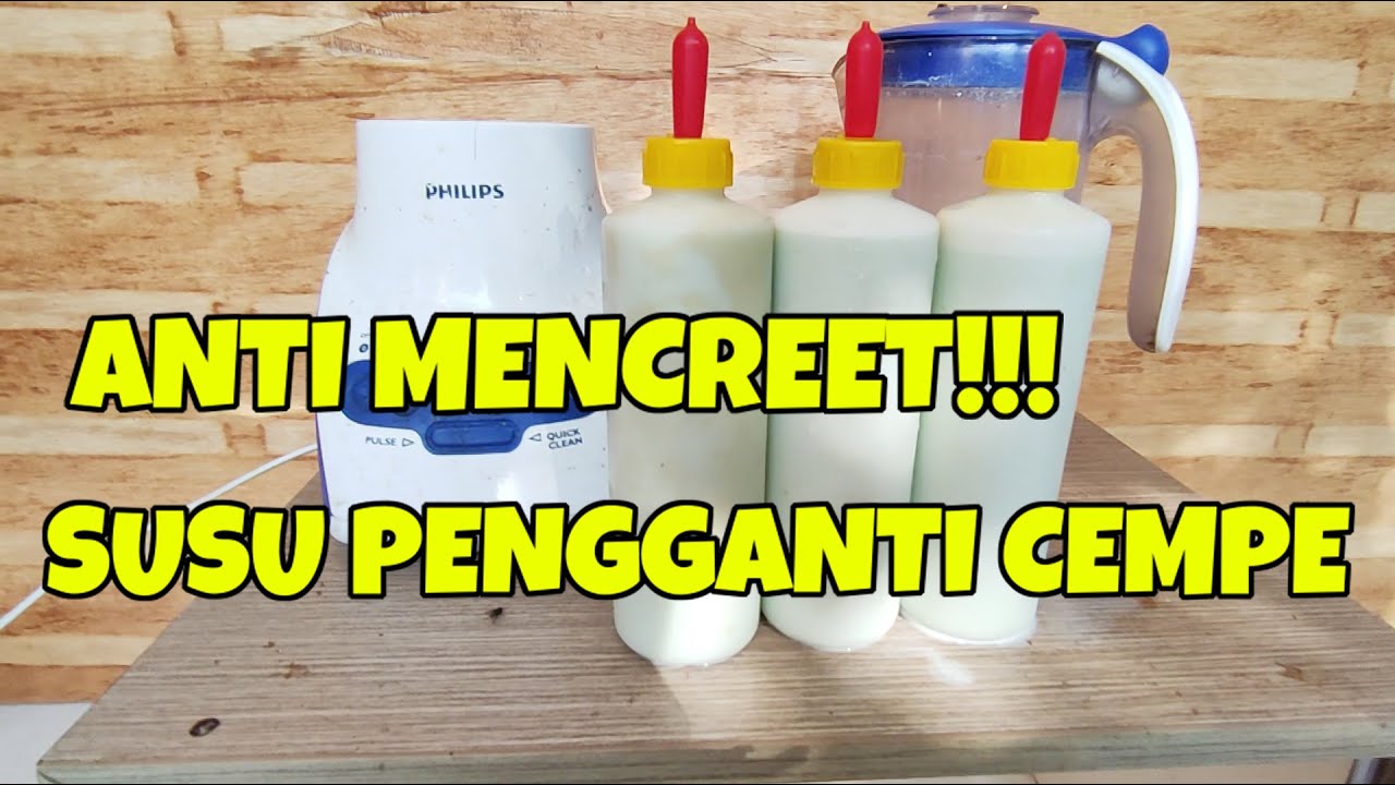 SUSU CEMPE ANTI MENCRET !!! SOLUSI SUSU PENGGANTI INDUK UNTUK ANAK KAMBING DOMBA BARU LAHIR