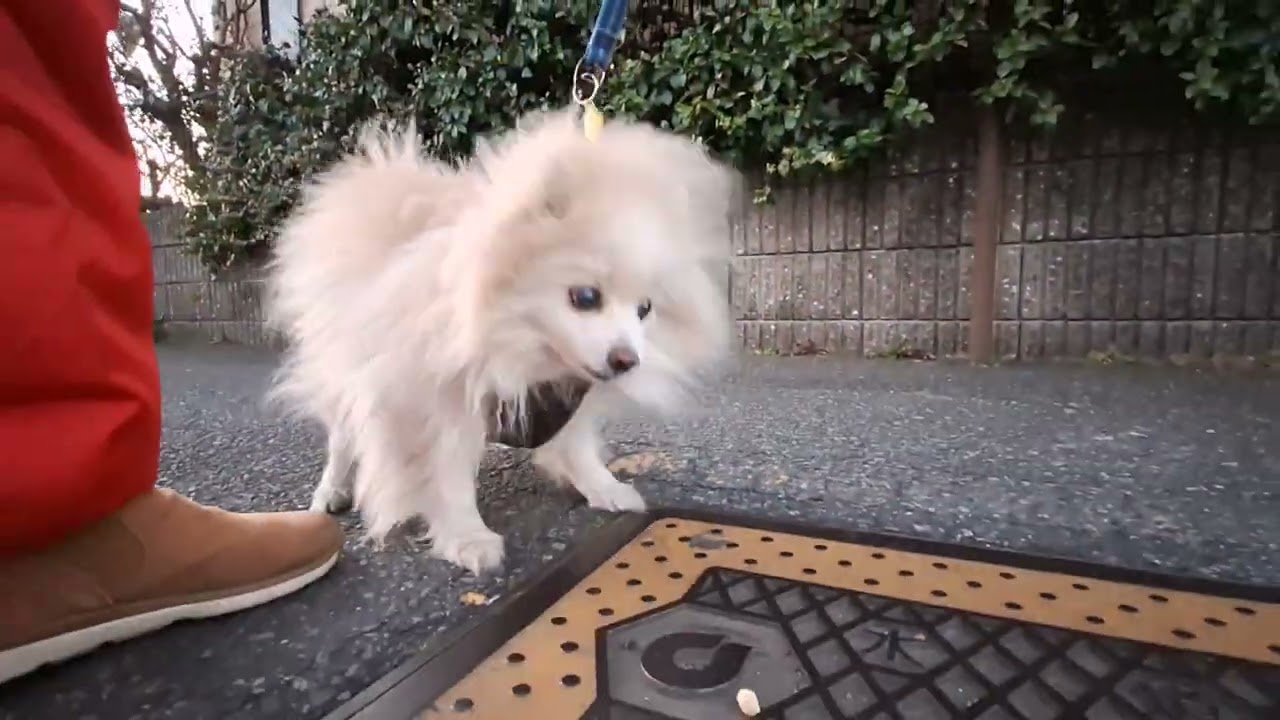 2026年1月28日水曜日　ポメラニアン？🐶　お散歩　テテ！