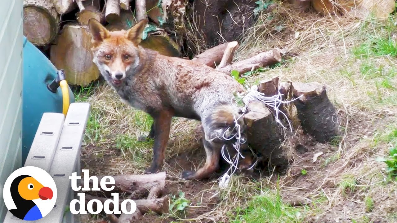 Man Frees Fox Trapped For Four Hours | The Dodo