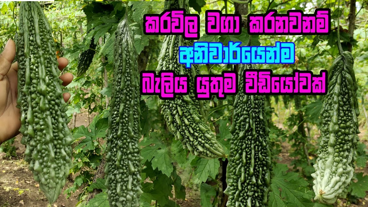 සාර්ථක කරවිල වගාවකට නොවරිදින මග | karawila wagawa sinhala | Bitter Gourd Cultivation