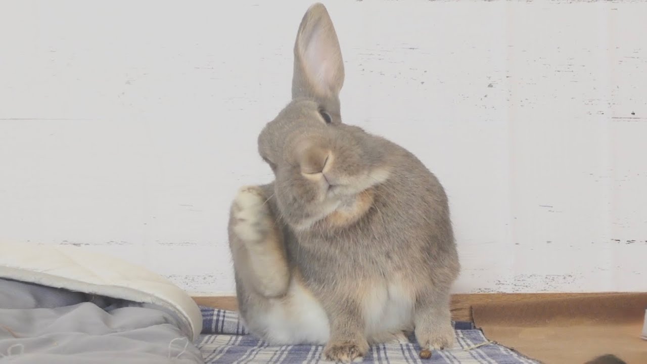 肝心なとこは非公開。カメラ前ではモデルなうさぎさん🐇【651】